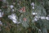Chamaecyparis lawsoniana
