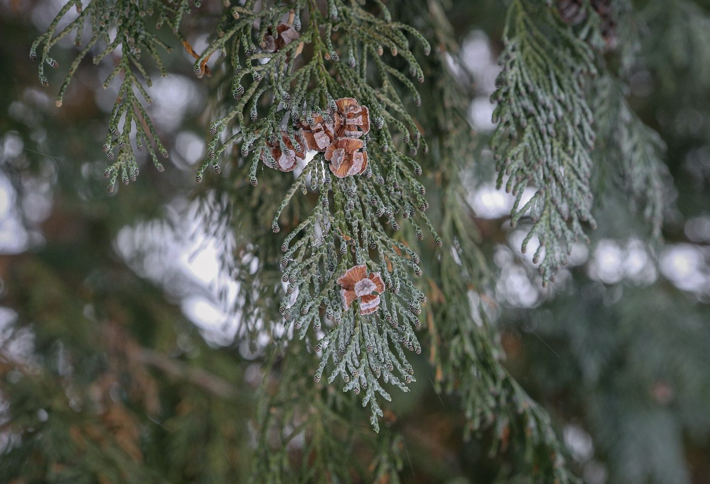 Image of Chamaecyparis lawsoniana specimen.