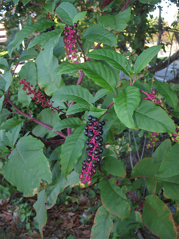 Image of Phytolacca americana specimen.