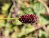 Sanguisorba officinalis. Соцветие. Республика Алтай, Онгудайский р-н, левый берег р. Чуя напротив порога Бегемот. 1 августа 2020 г.