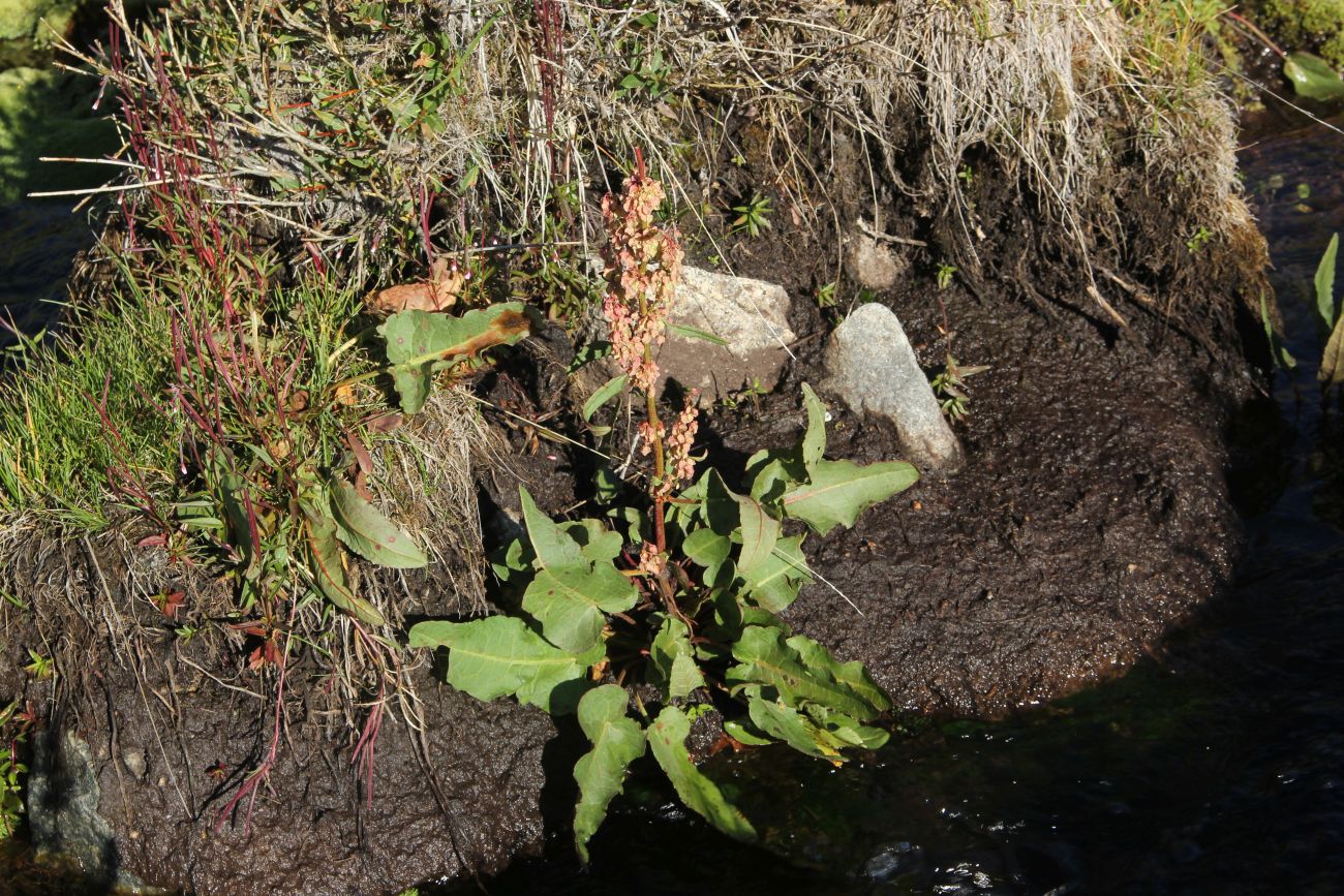 Изображение особи Rumex aquaticus.