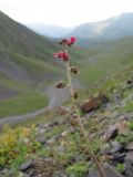 Scrophularia olympica