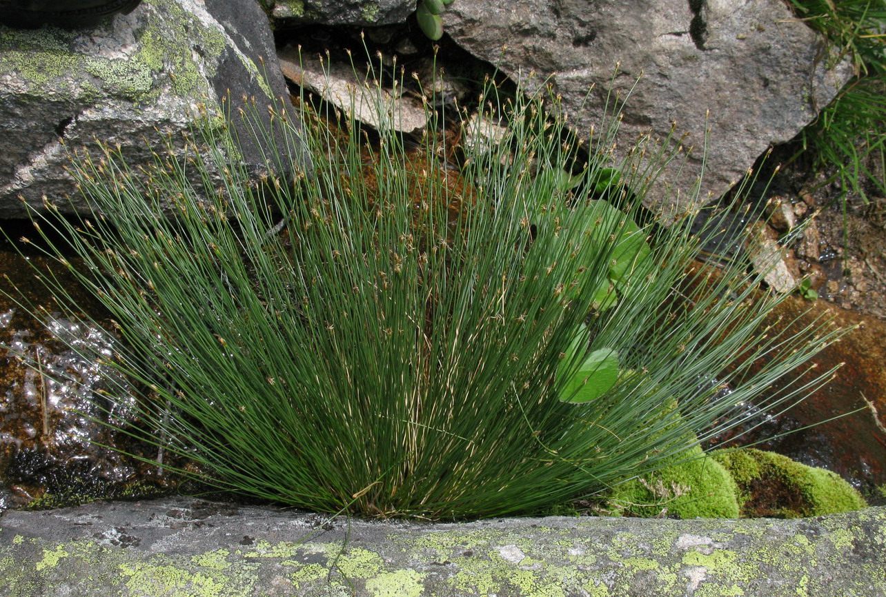 Изображение особи Trichophorum cespitosum.
