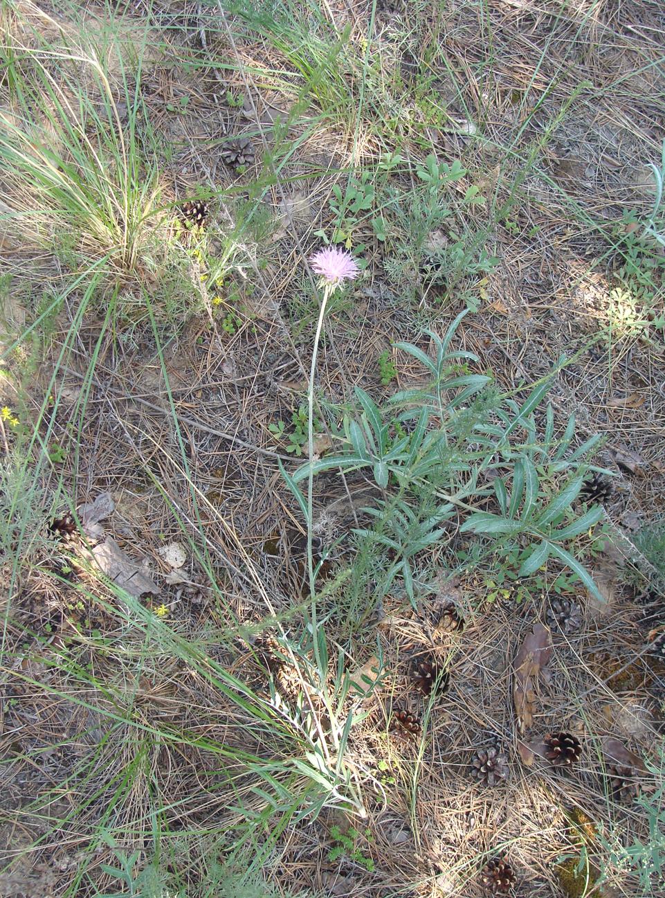 Image of genus Jurinea specimen.