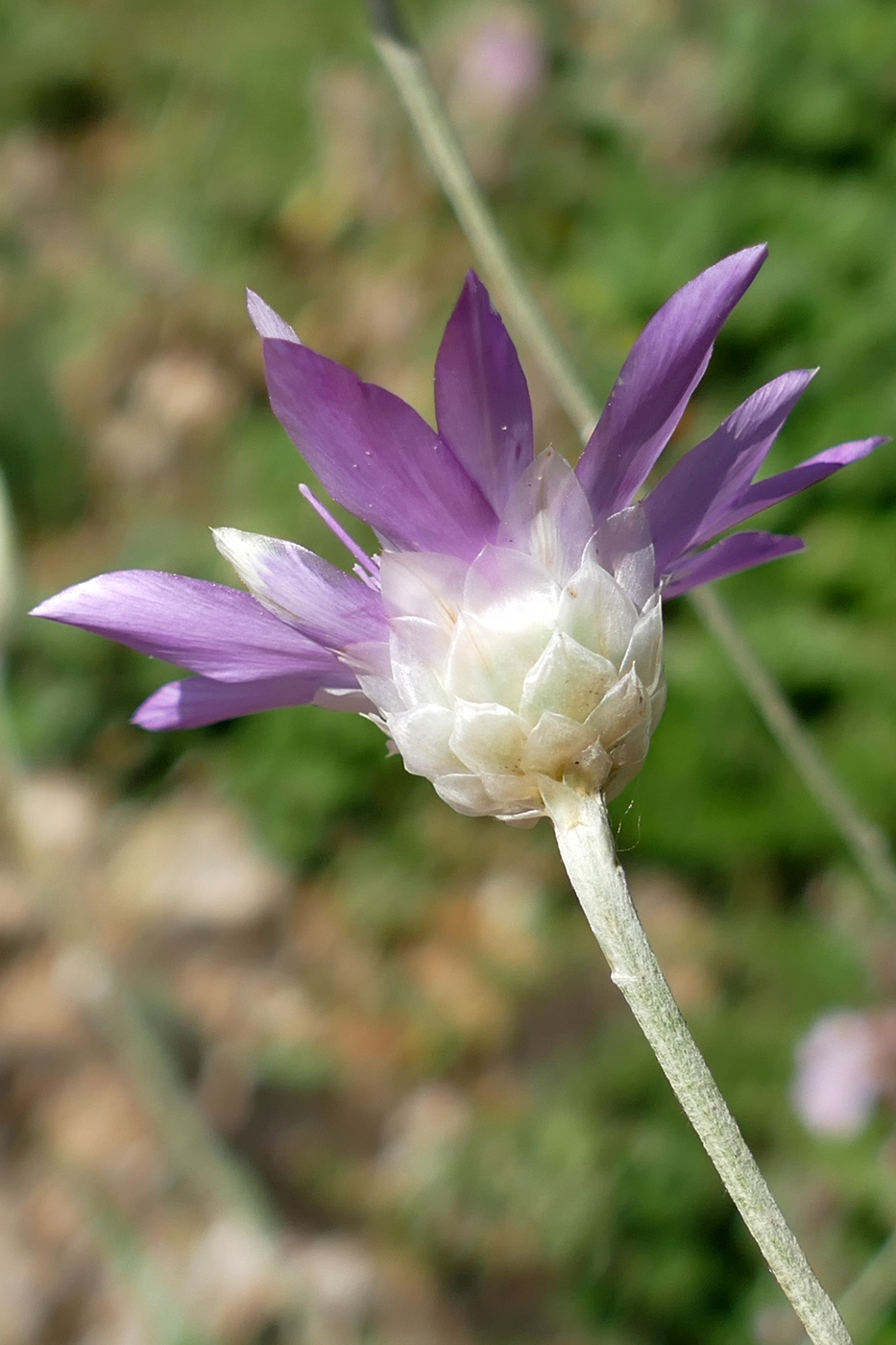 Image of Xeranthemum annuum specimen.