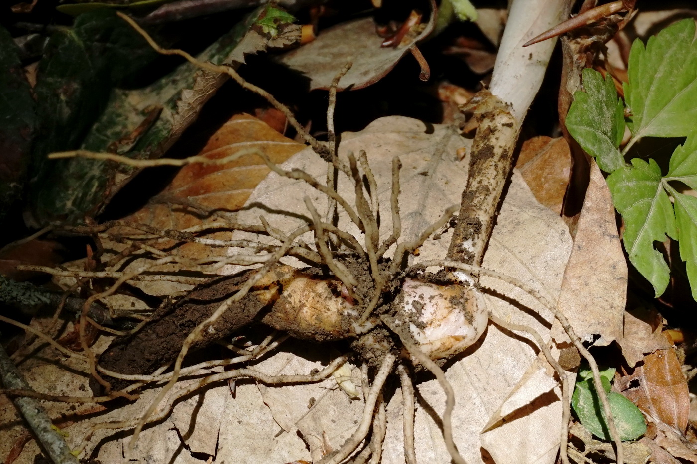 Image of Arum amoenum specimen.