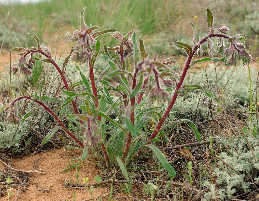 Image of Onosma iricolor specimen.