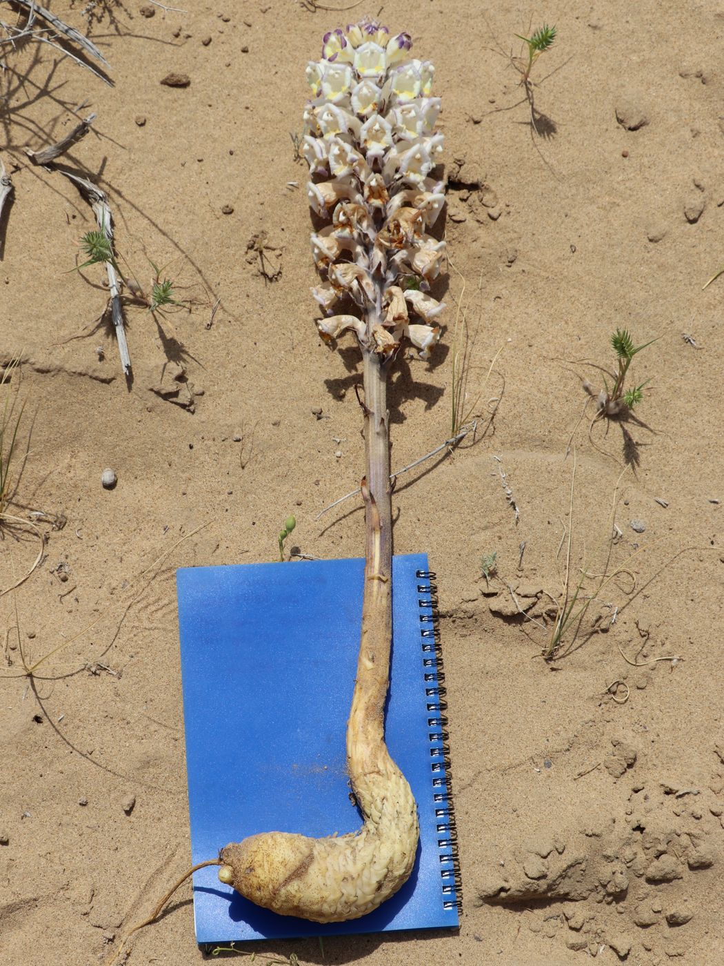 Image of Cistanche salsa specimen.