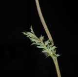 Poterium sanguisorba