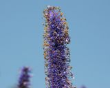 Veronicastrum borissovae