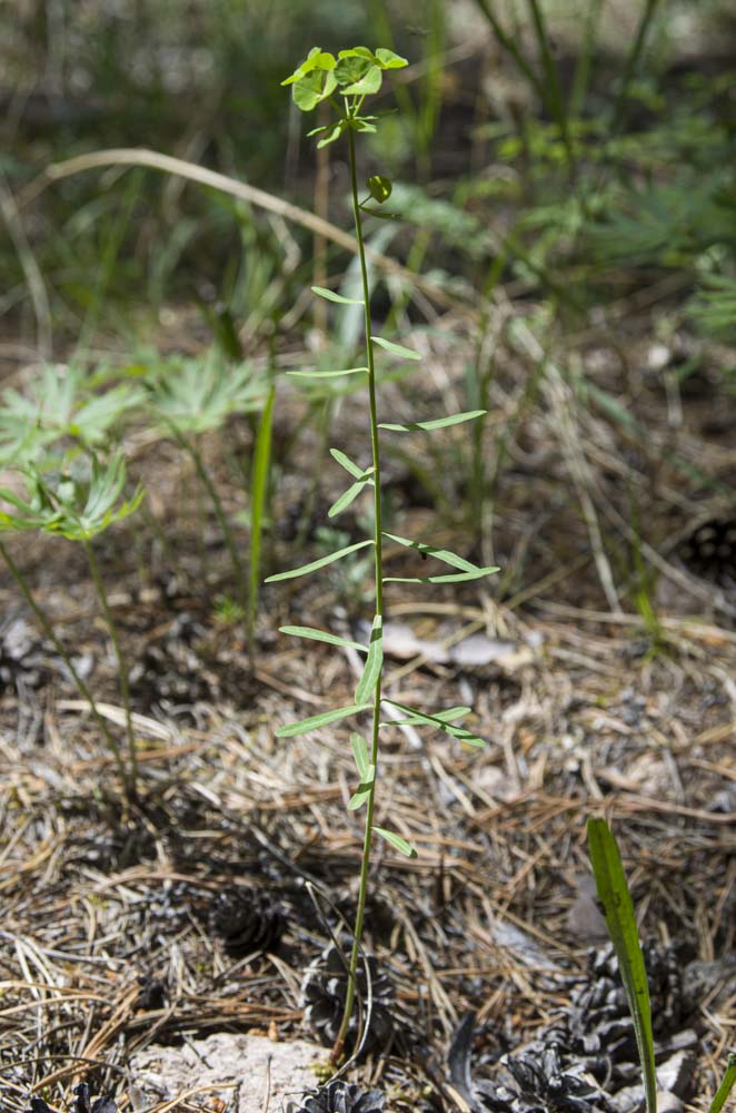 Image of genus Euphorbia specimen.