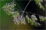 Calamagrostis epigeios