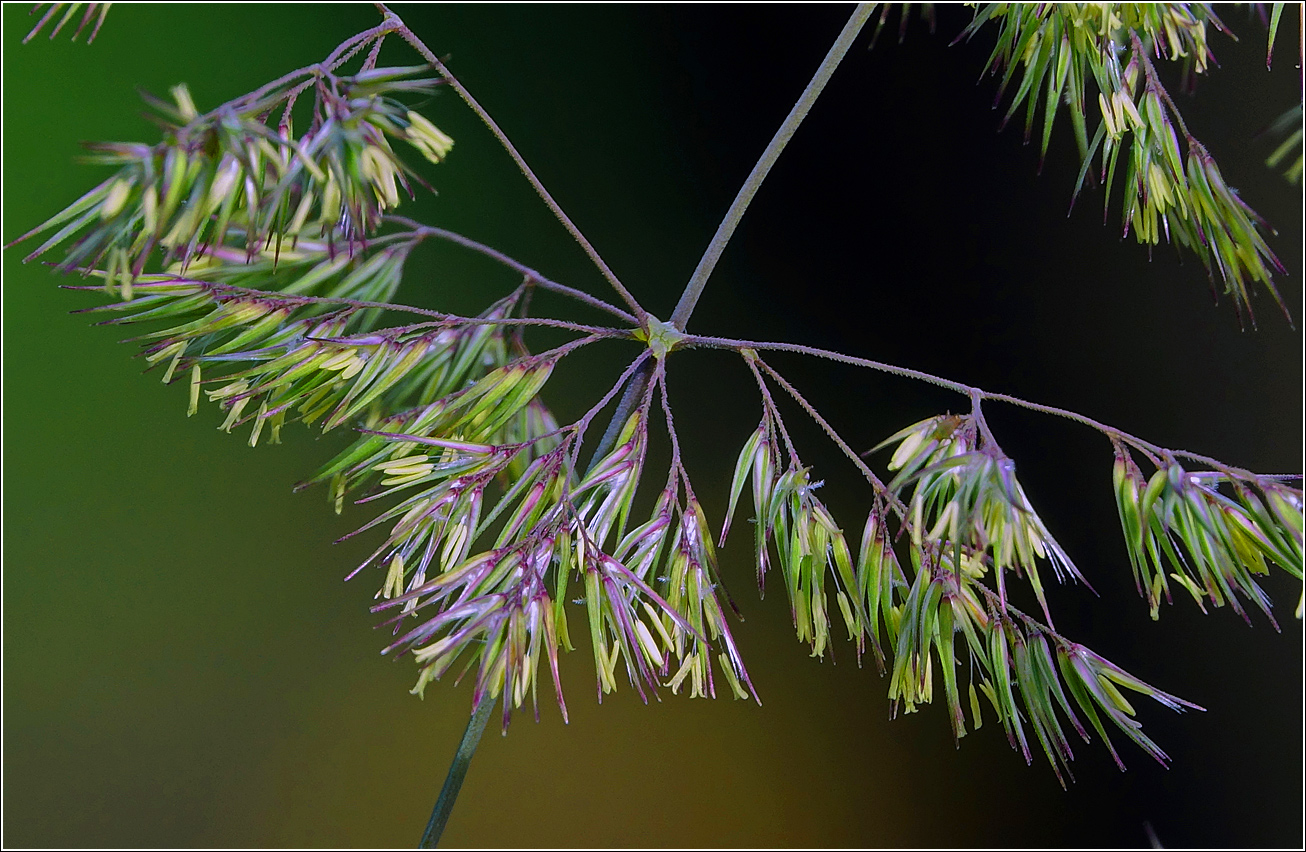 Image of Calamagrostis epigeios specimen.