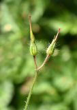 Geranium robertianum. Верхушка побега с соплодием. Марий Эл, г. Йошкар-Ола, Центральный парк, небольшая полянка в лесистой части. 29.07.2022.