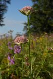 Astrantia maxima