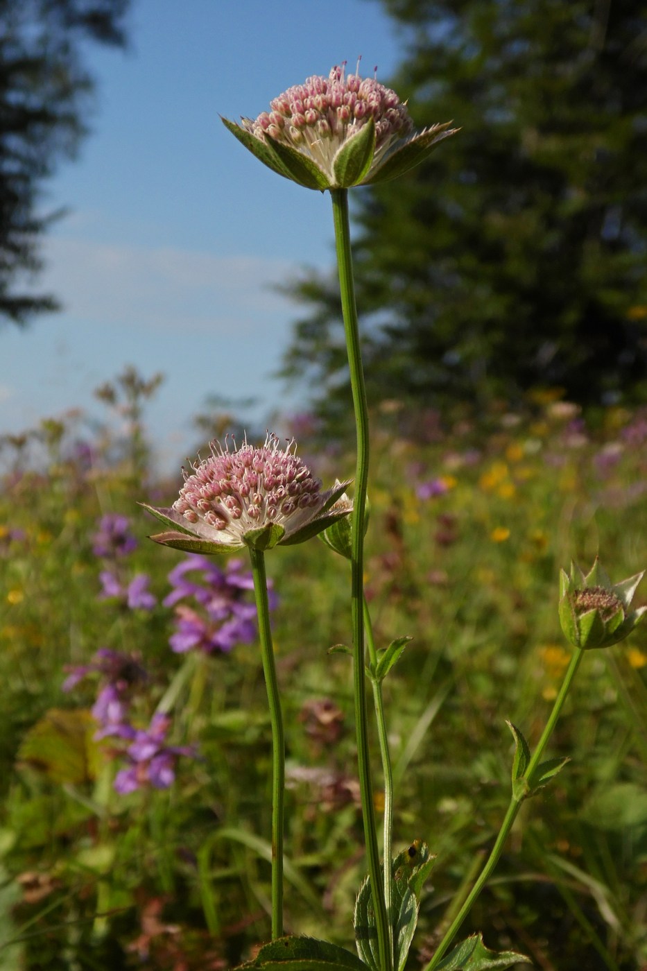 Image of Astrantia maxima specimen.