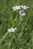 Cerastium arvense