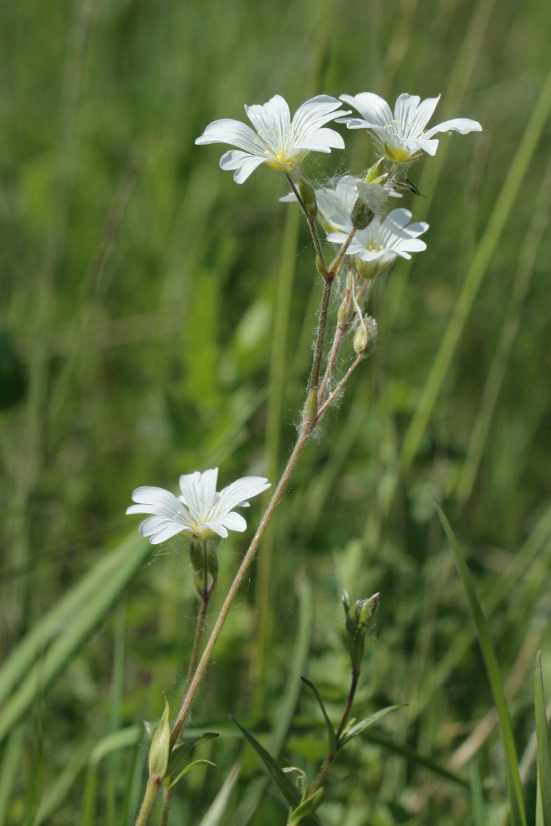 Image of Cerastium arvense specimen.