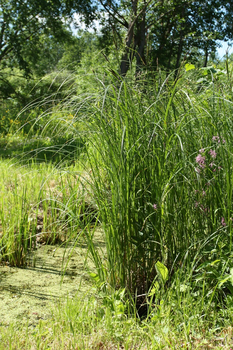 Изображение особи Carex acuta.