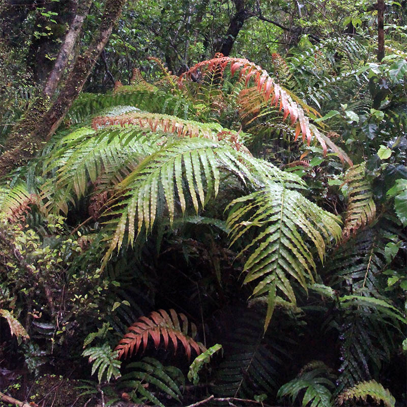 Image of class Polypodiopsida specimen.