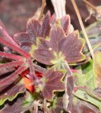 genus Pelargonium