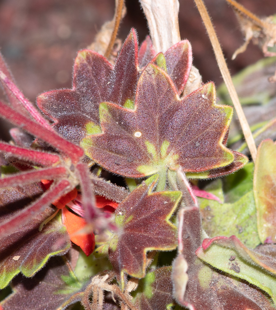 Image of genus Pelargonium specimen.