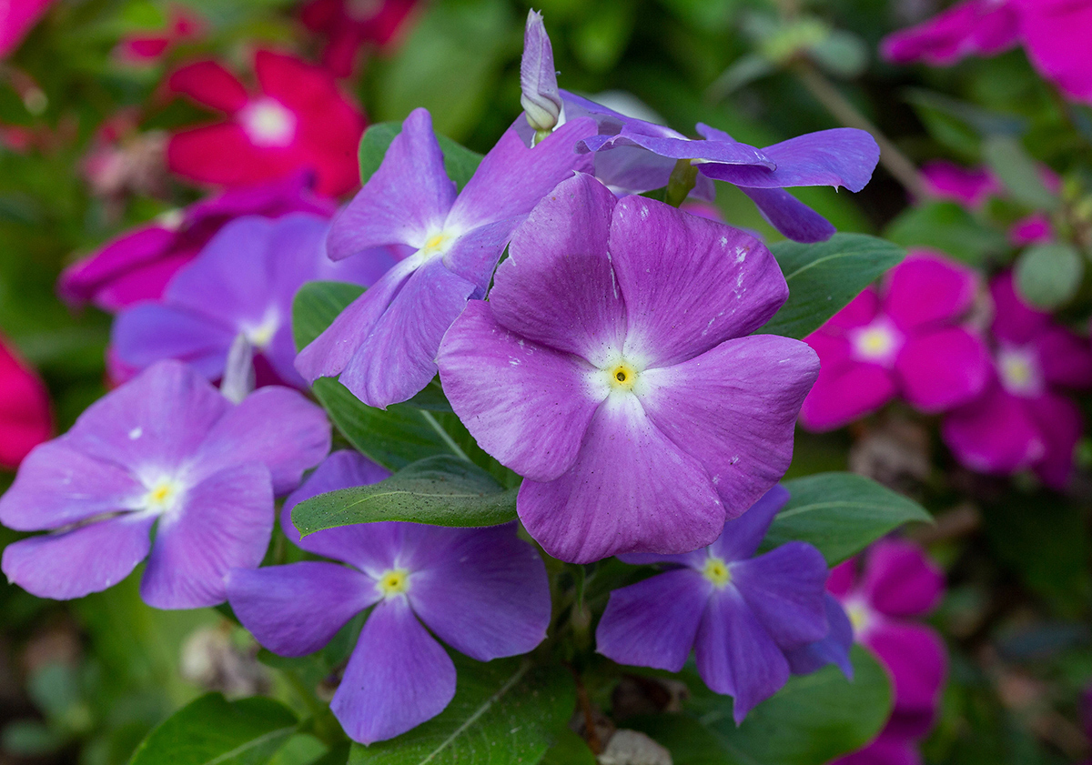 Изображение особи Catharanthus roseus.