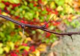 Berberis thunbergii