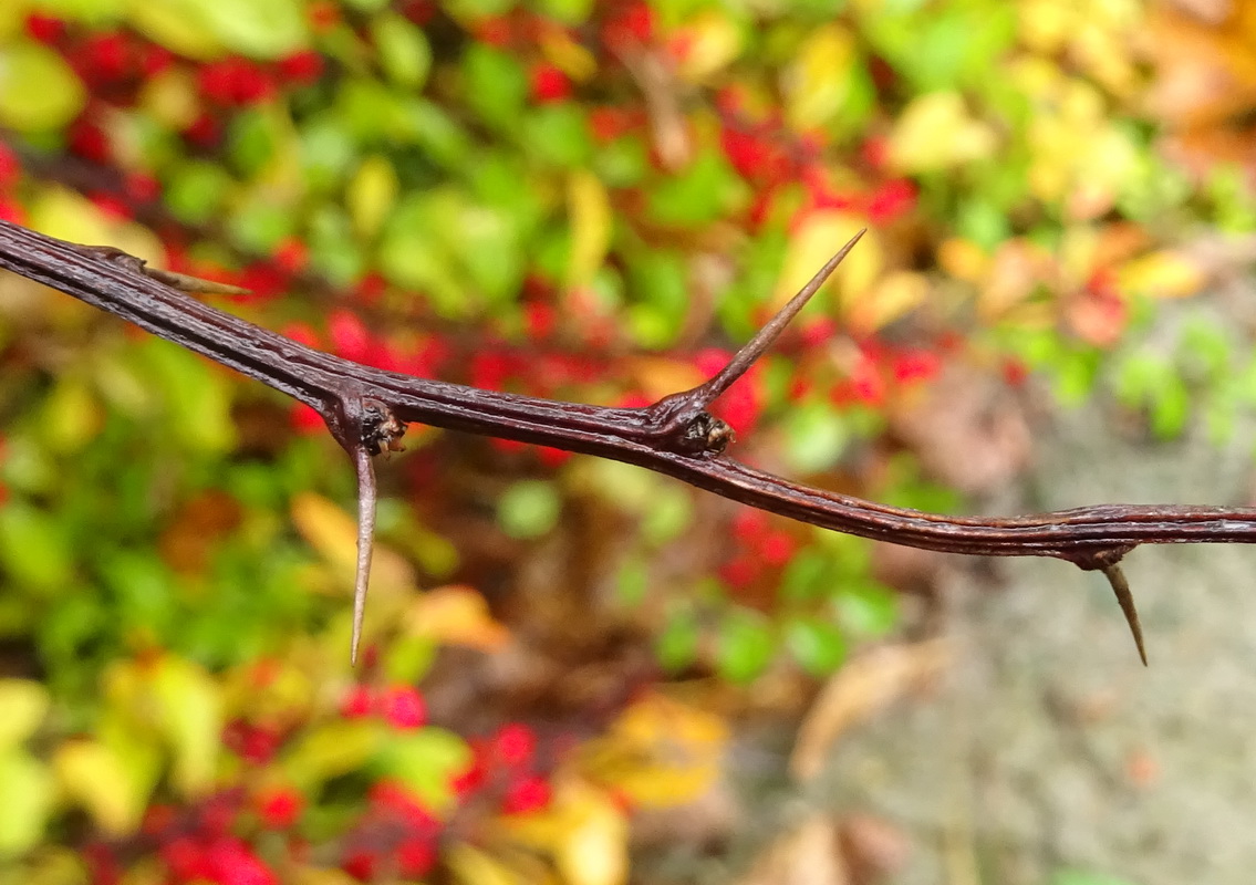 Image of Berberis thunbergii specimen.