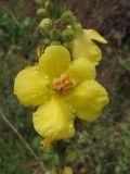 Verbascum phlomoides. Цветок. Южный Берег Крыма, пос. Виноградный. 29 ноября 2010 г.