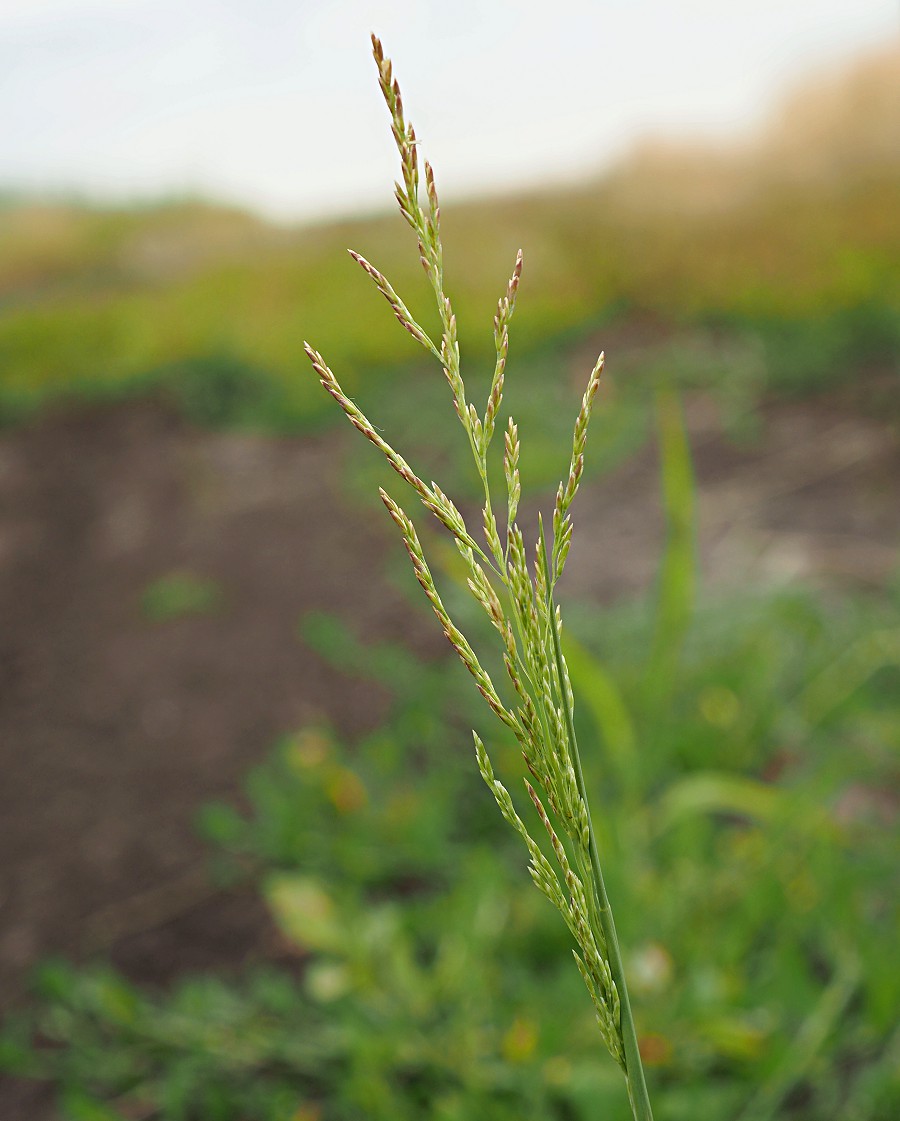 Изображение особи Puccinellia distans.