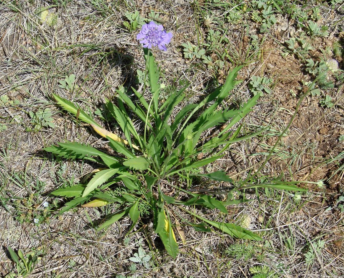 Изображение особи Scabiosa comosa.