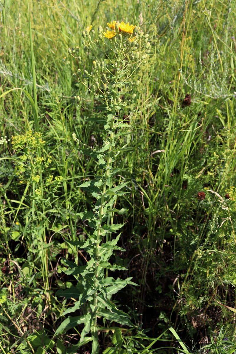 Image of Hieracium virosum specimen.