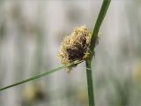 Image of taxon representative. Author is Мария Новикова