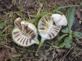 Aristolochia clematitis