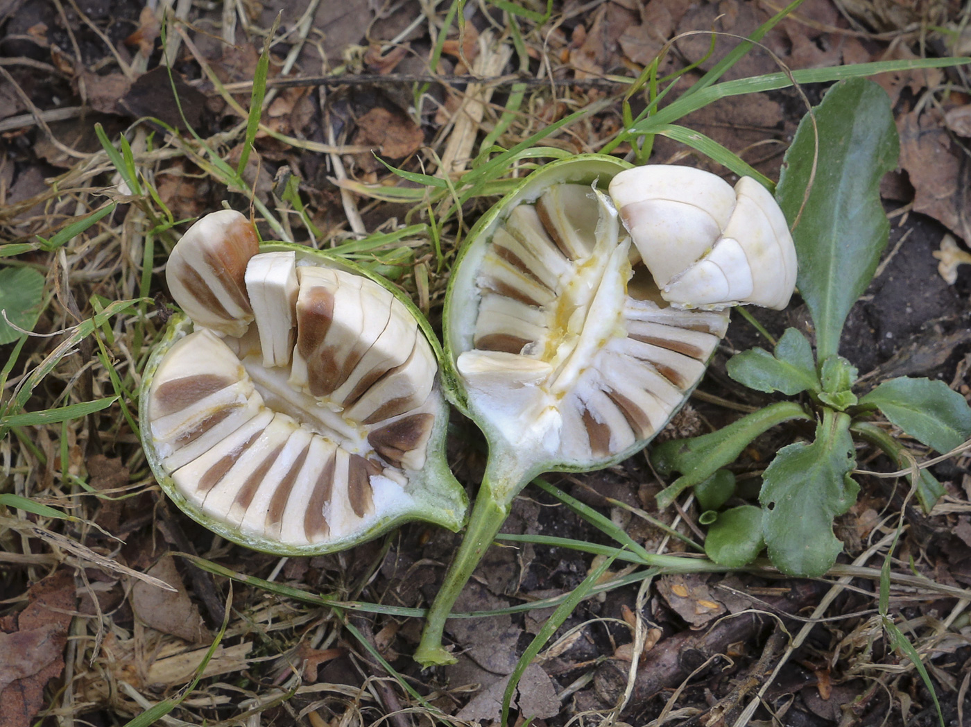 Image of Aristolochia clematitis specimen.