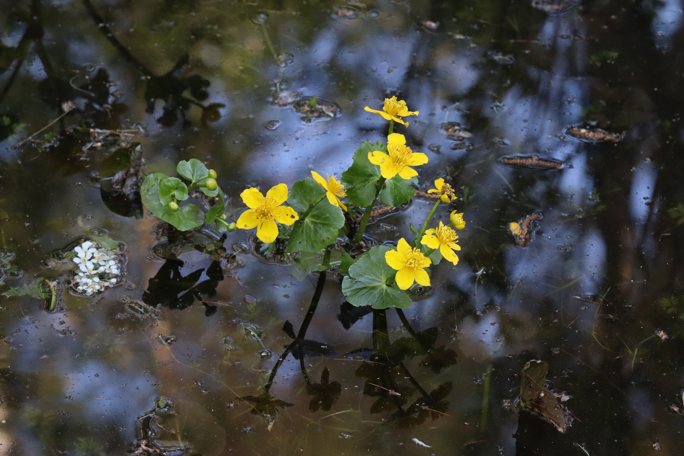 Изображение особи Caltha palustris.