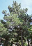 Pinus pityusa. Крона взрослого дерева. Дагестан, г. Дербент, в культуре. 30.07.2022.