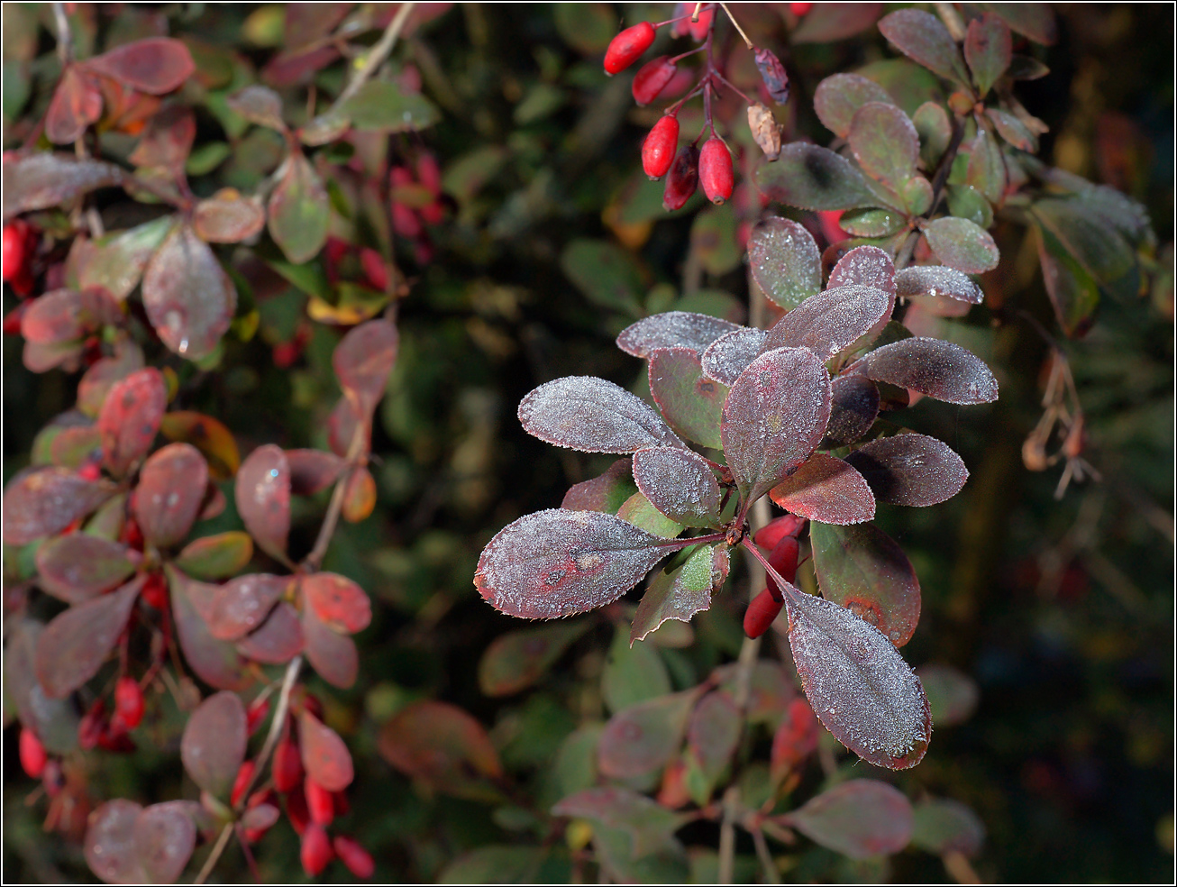 Image of Berberis vulgaris f. atropurpurea specimen.