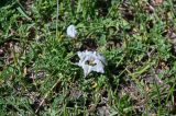 Astragalus alpinus