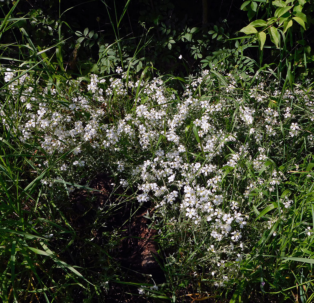 Изображение особи Cerastium tomentosum.