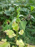 Cardiocrinum cordatum