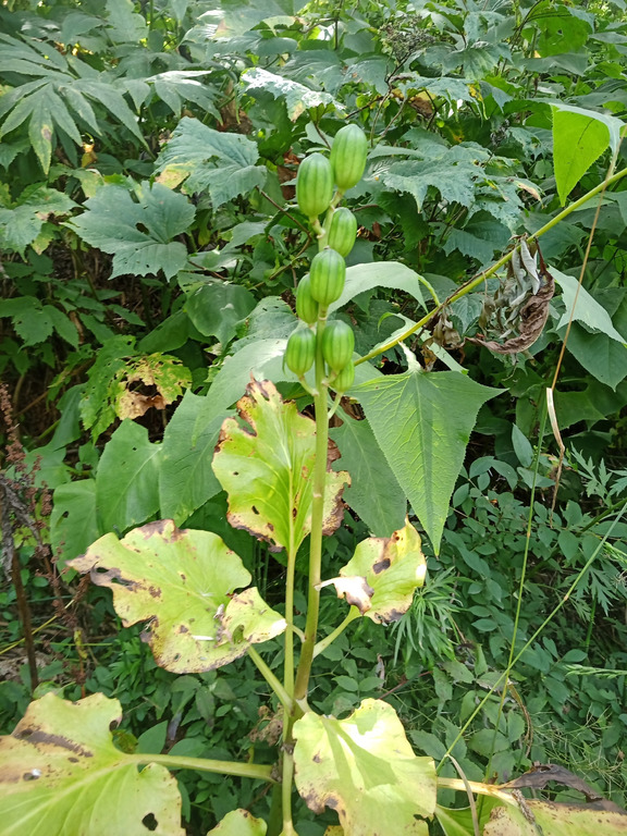 Изображение особи Cardiocrinum cordatum.