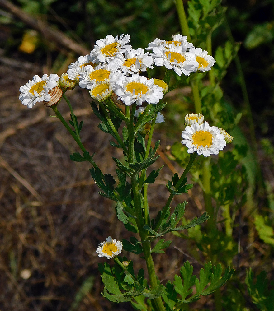 Изображение особи Pyrethrum parthenium.