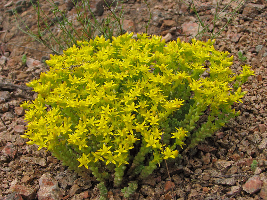 Image of Sedum acre specimen.