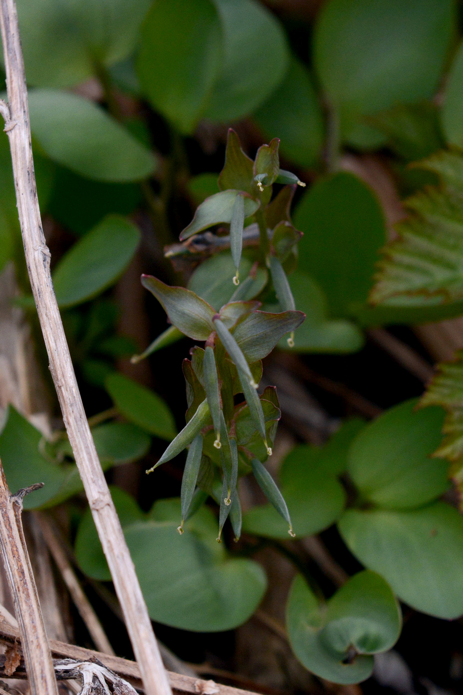 Изображение особи Corydalis ambigua.