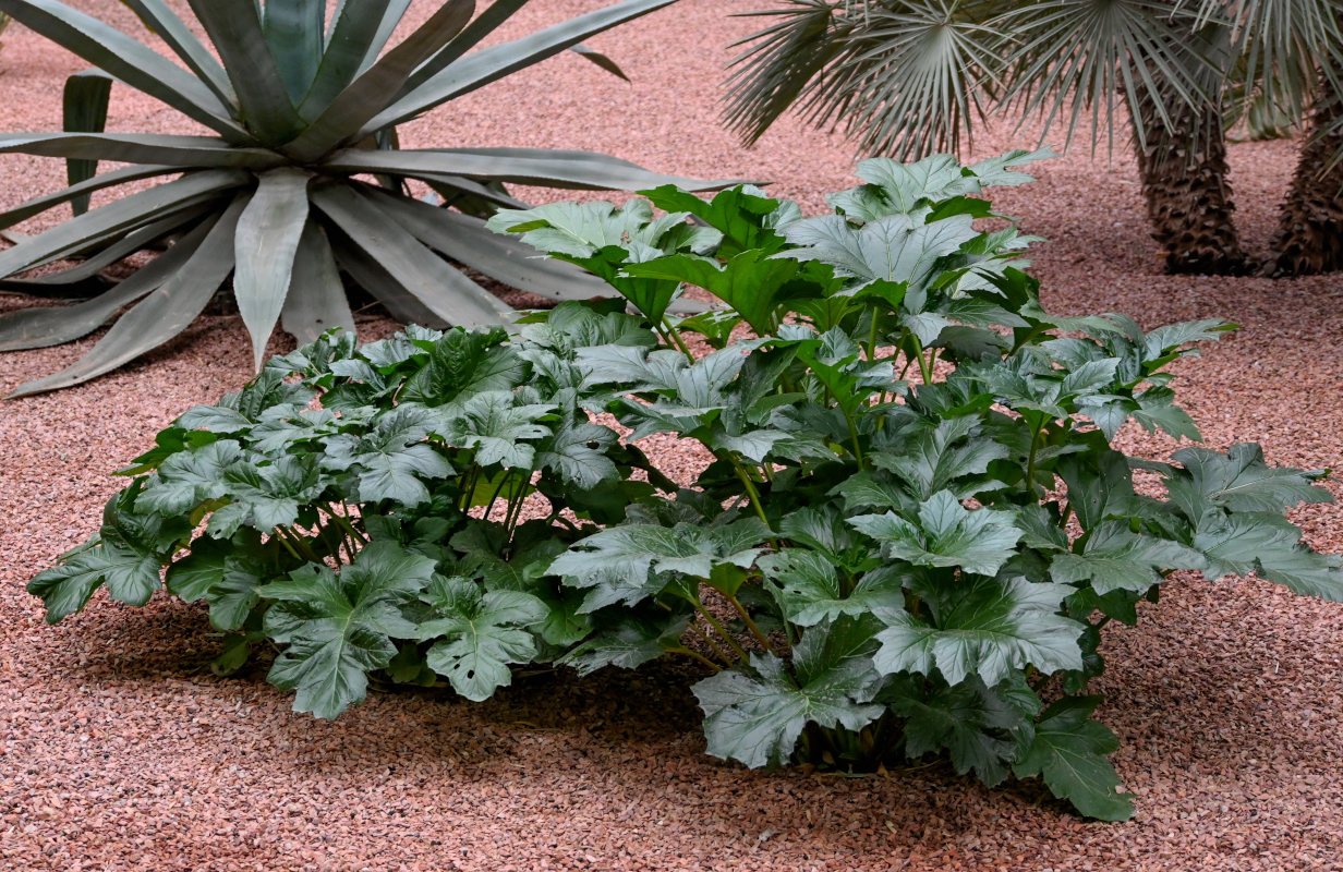 Изображение особи Acanthus mollis.
