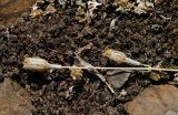 Silene altaica