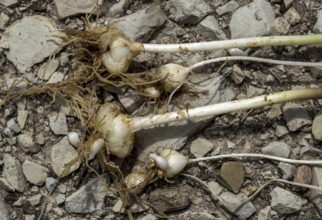 Image of Fritillaria ophioglossifolia specimen.