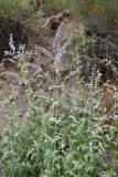 Mentha asiatica